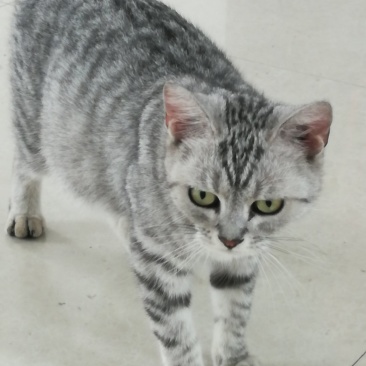 活猫