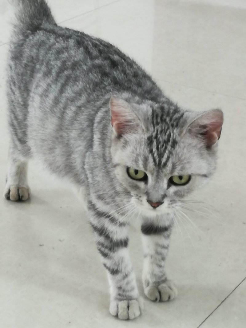 活猫