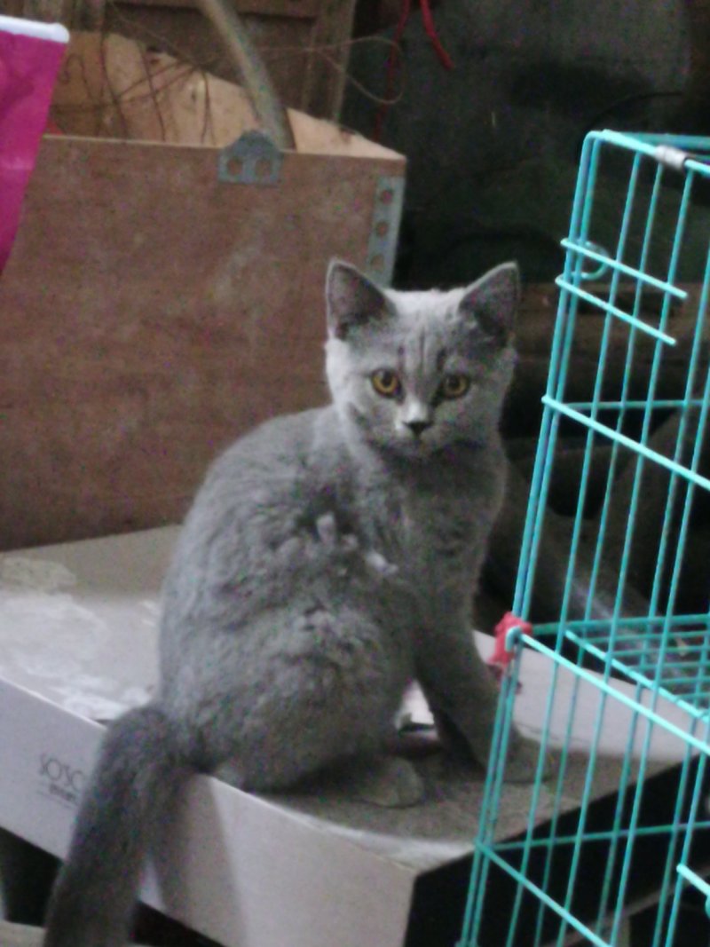 活猫