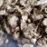 菊苣根干货玉兰根菊苣干菊苣片农家初选农副产品