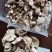 菊苣根干货玉兰根菊苣干菊苣片农家初选农副产品