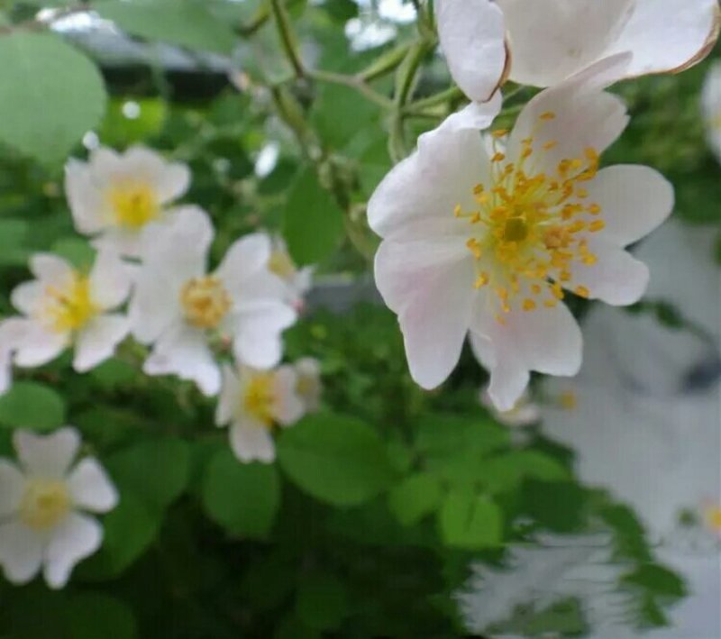 蔷薇花苗庭院阳台爬藤开花植物有刺无刺蔷薇白花红花蔷薇花苗