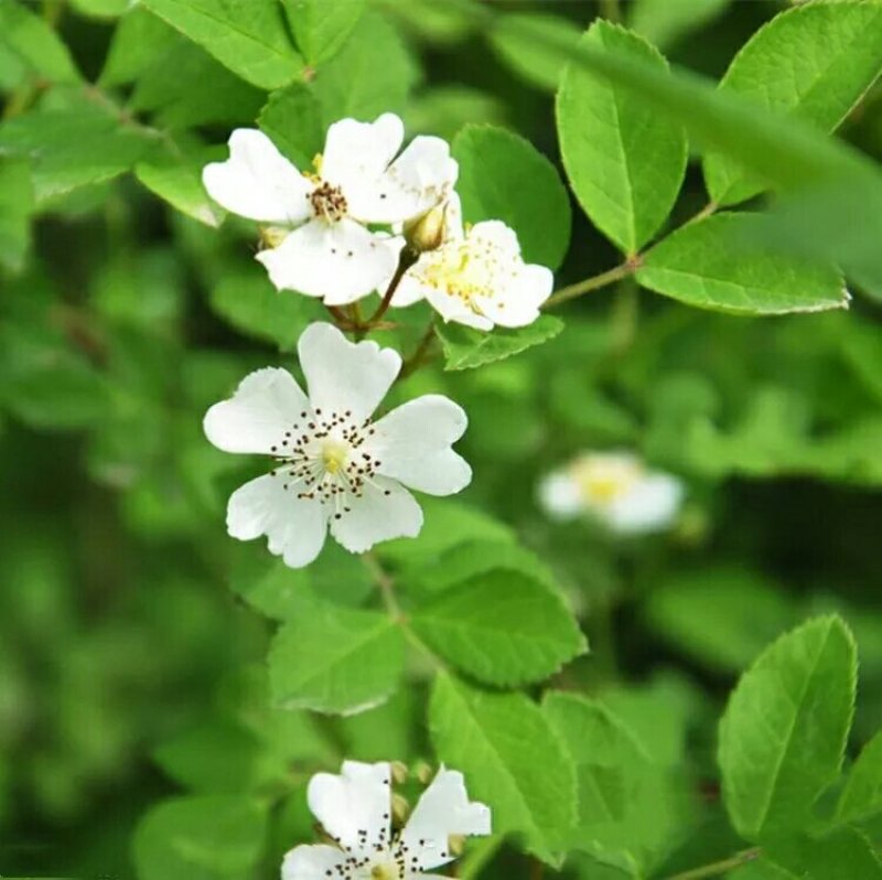 蔷薇花苗庭院阳台爬藤开花植物有刺无刺蔷薇白花红花蔷薇花苗