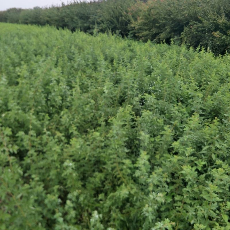 蔷薇花苗庭院阳台爬藤开花植物有刺无刺蔷薇白花红花蔷薇花苗