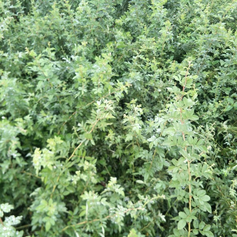 蔷薇花苗庭院阳台爬藤开花植物有刺无刺蔷薇白花红花蔷薇花苗