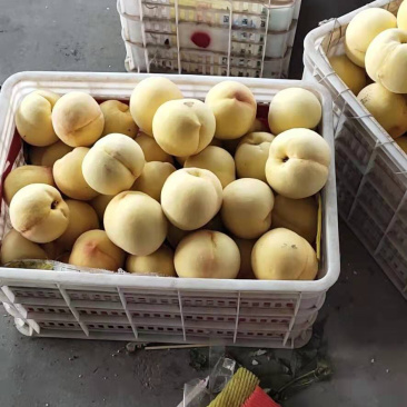 【推荐】甜黄金桃，货源充足口感脆甜即将大量上市