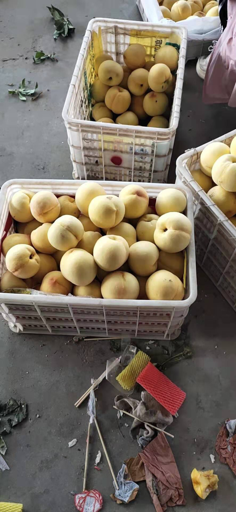 【推荐】甜黄金桃，货源充足口感脆甜即将大量上市