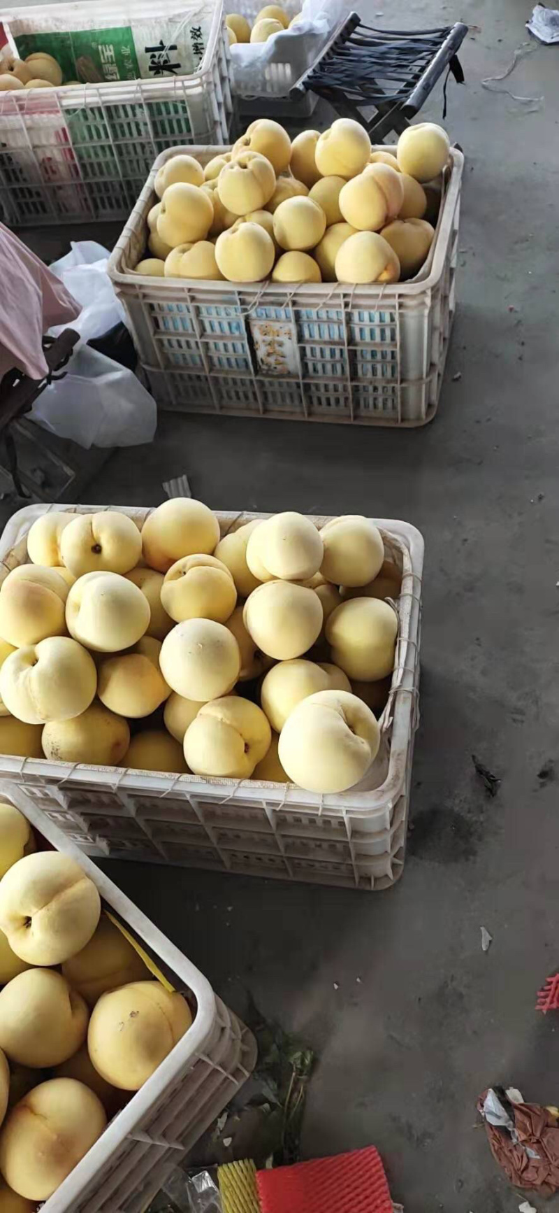 【推荐】甜黄金桃，货源充足口感脆甜即将大量上市
