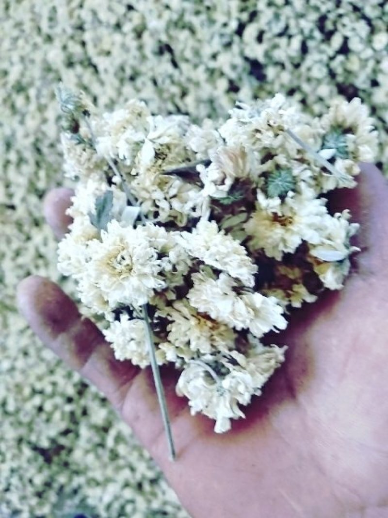 四大怀药