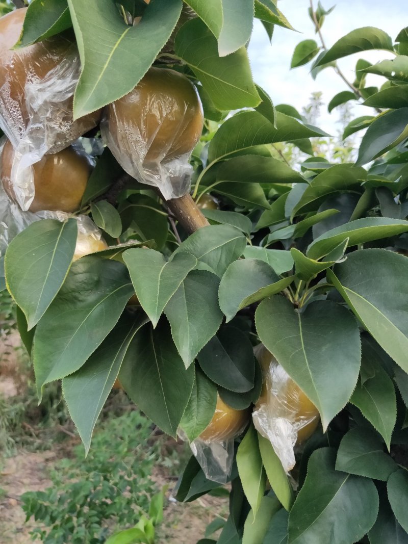 晚秋黄梨大量上市。一手货源。全国代发。加工果。精品果欢迎