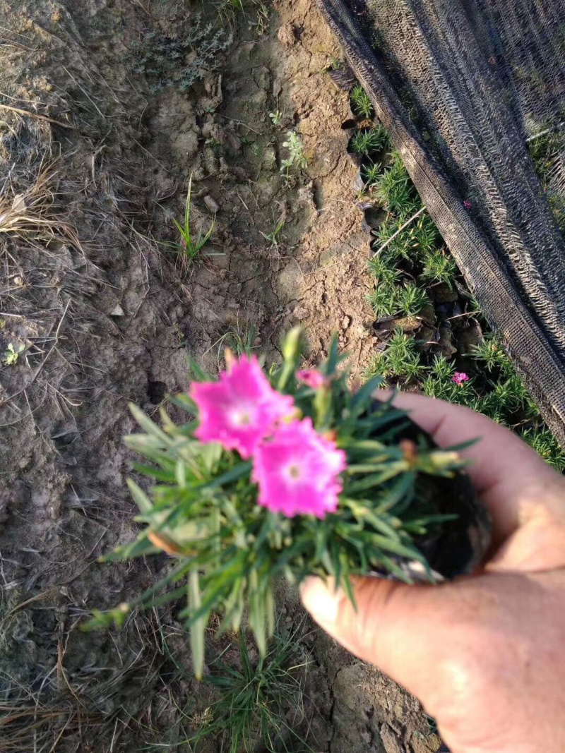 苗圃基地供应草花！地被花卉！