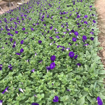 苗圃基地供应草花！地被花卉！