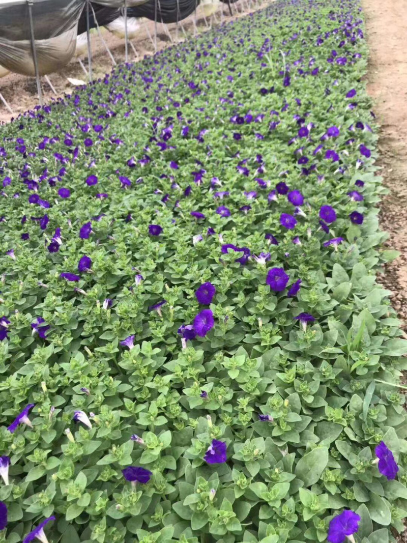 苗圃基地供应草花！地被花卉！
