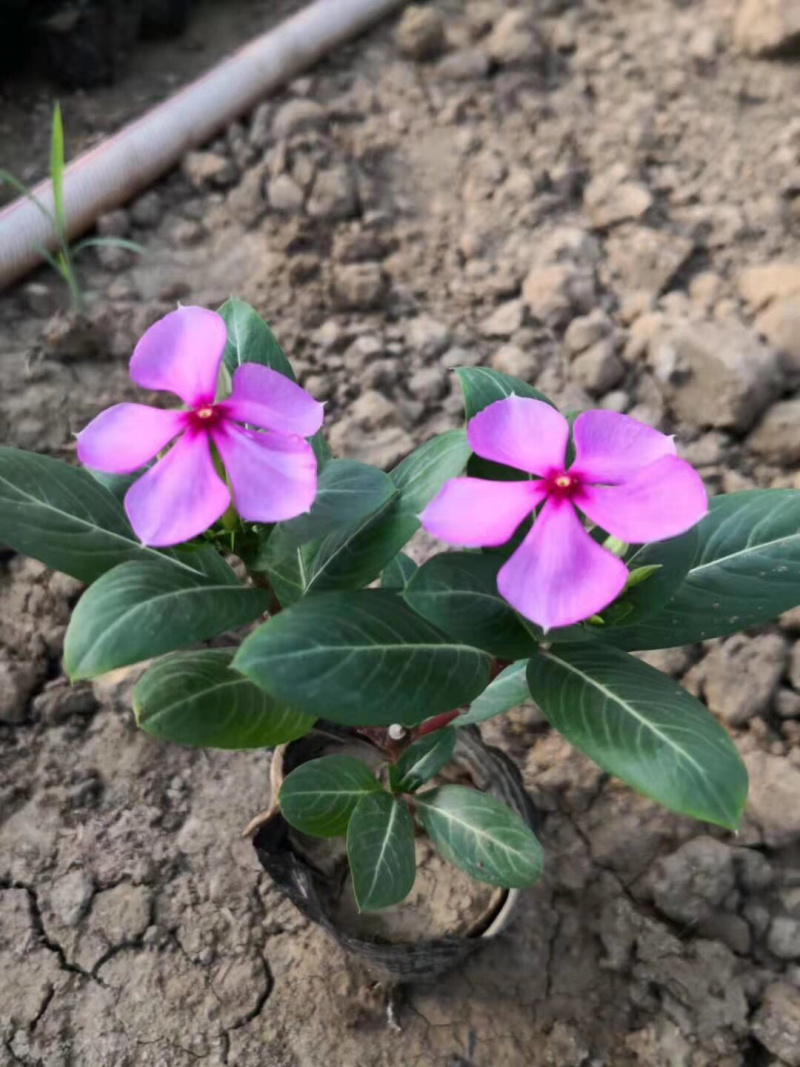 苗圃基地供应草花！地被花卉！