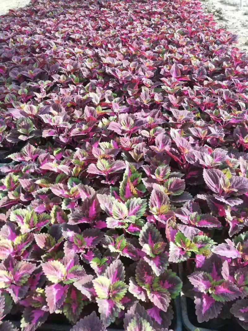 苗圃基地供应草花！地被花卉！