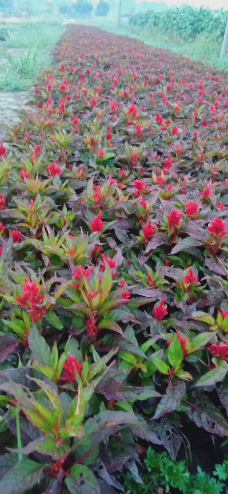 苗圃基地供应草花！地被花卉！