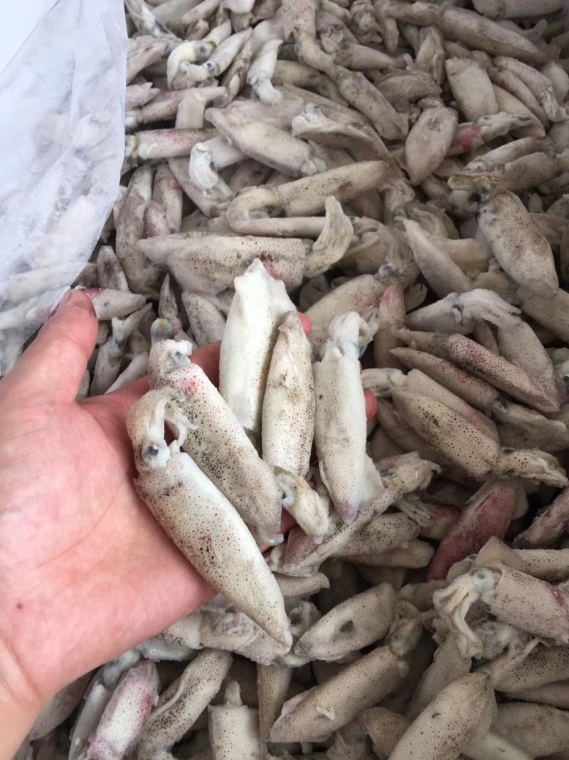 海兔鲜冻，单冻海兔，，笔管鱼