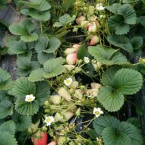优质法兰地草莓苗，正在大量供货中诚信经营一手货源