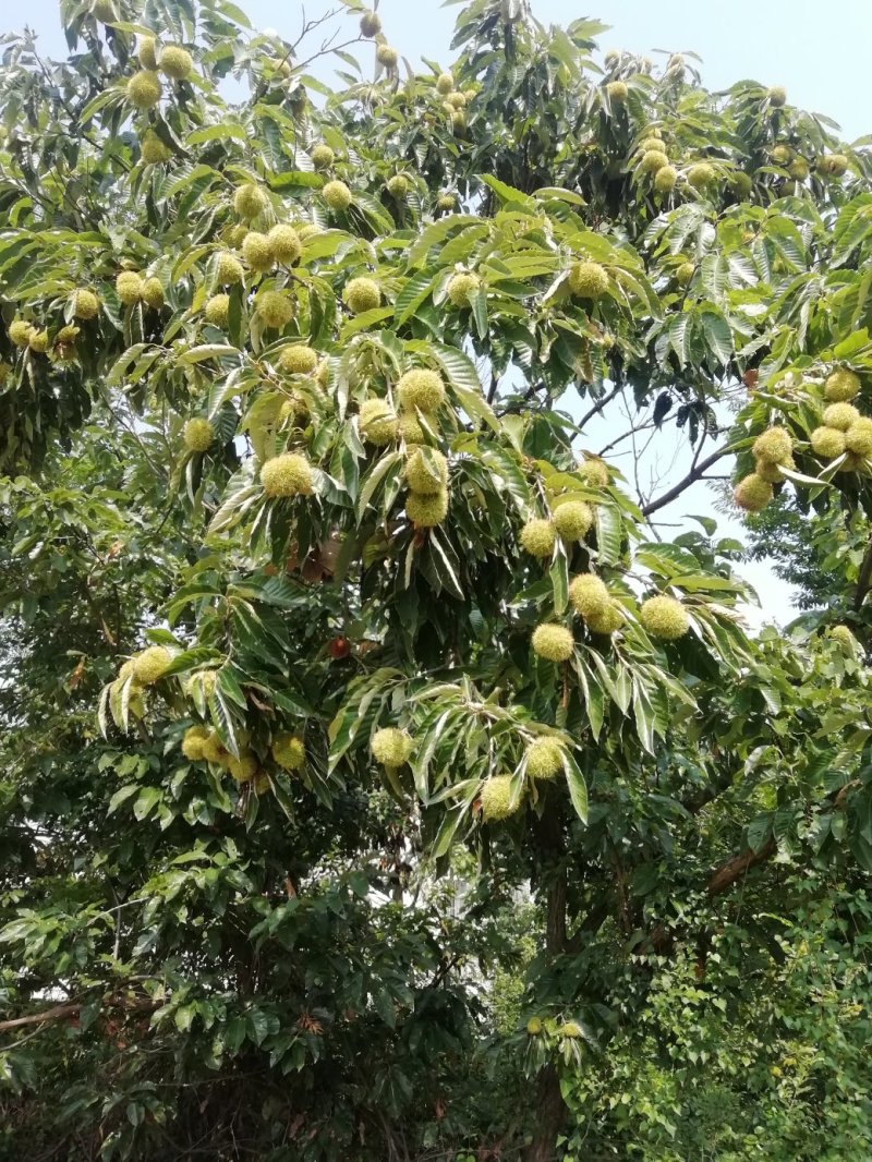 板栗苞
