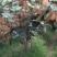 绿心猕猴桃——海沃德