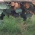 绿心猕猴桃——海沃德