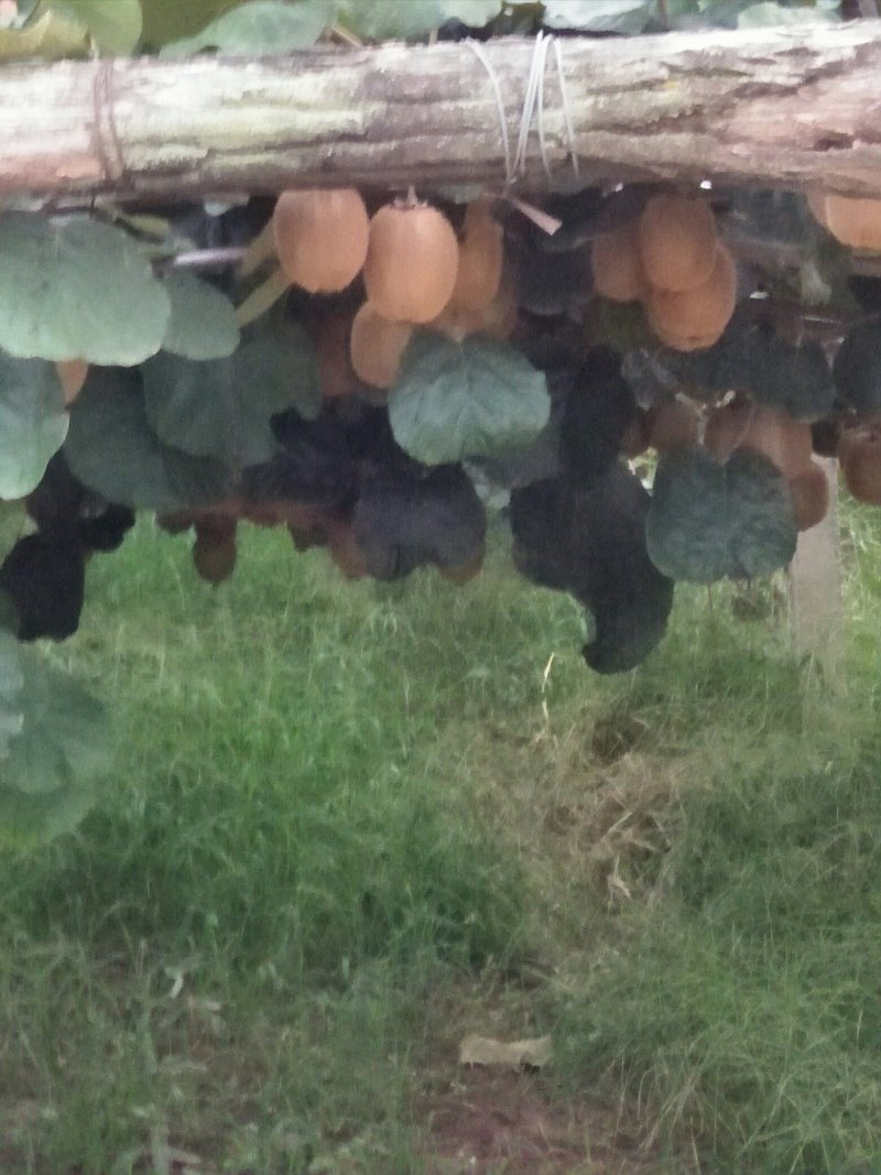 绿心猕猴桃——海沃德