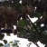 绿心猕猴桃——海沃德