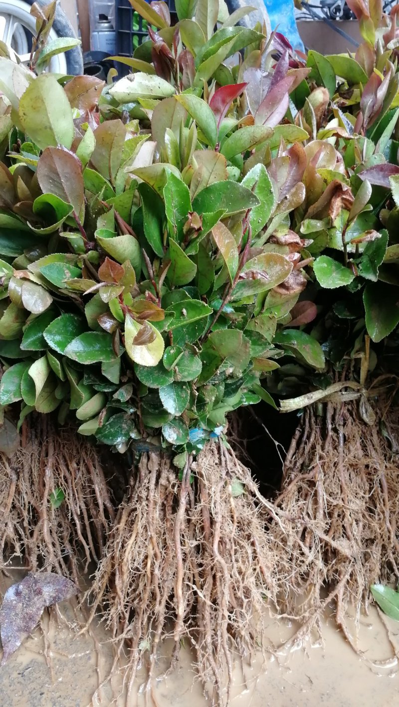 供应油茶树苗籽播油茶小苗油茶芽苗当年芽苗1年小苗