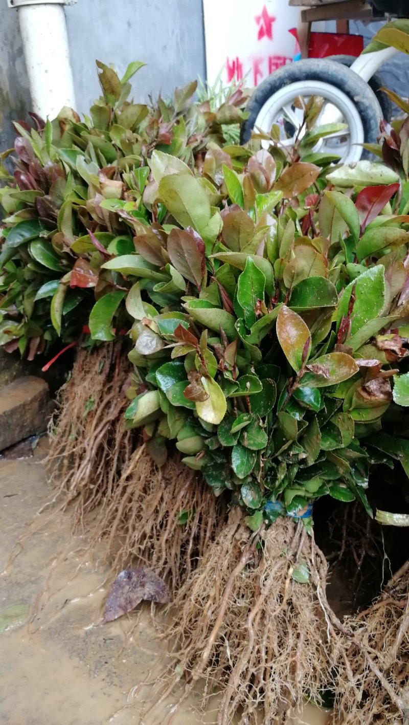 供应油茶树苗籽播油茶小苗油茶芽苗当年芽苗1年小苗