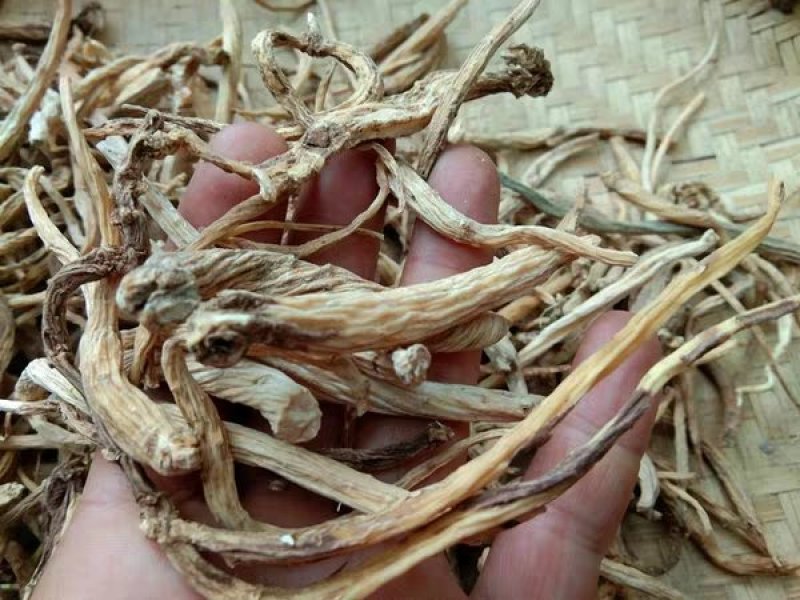金铁锁根金铁锁/独钉子/独定子/对叶七/蜈蚣七