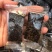 厂家直销黑芝麻糕营养芝麻糕量大价优看中可直接下单
