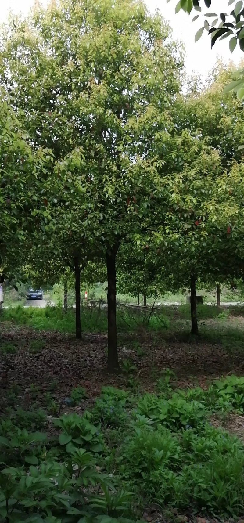 10公分香樟