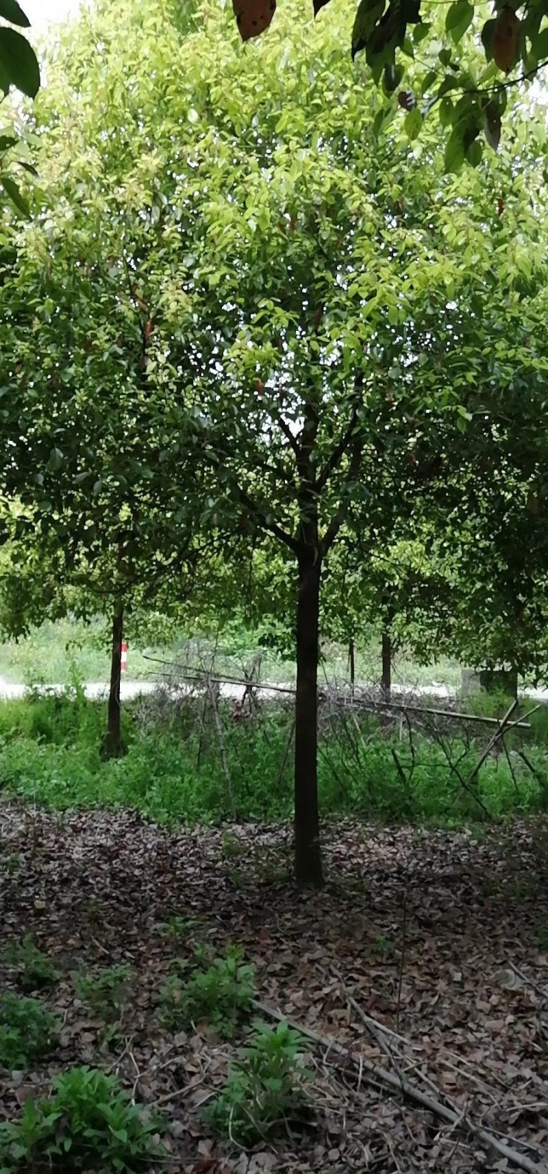 10公分香樟