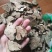 金荞麦开金锁野荞麦苦荞头金荞麦包邮价