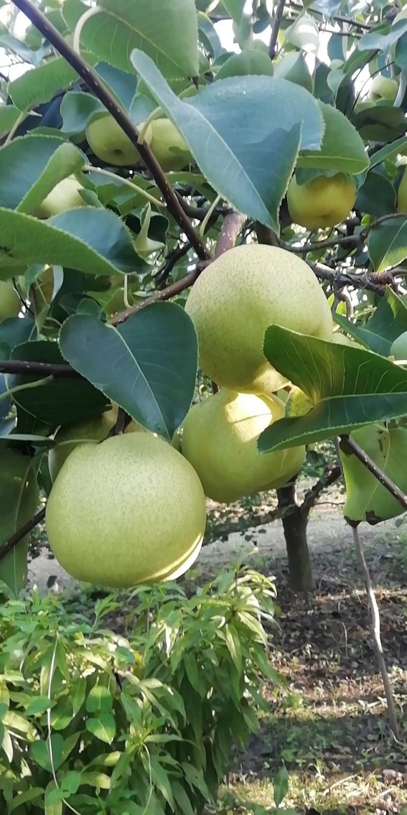 砀山皇冠梨大量上市，产地直供质好价格美丽，可供超市，