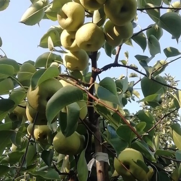 砀山皇冠梨大量上市，产地直供质好价格美丽，可供超市，