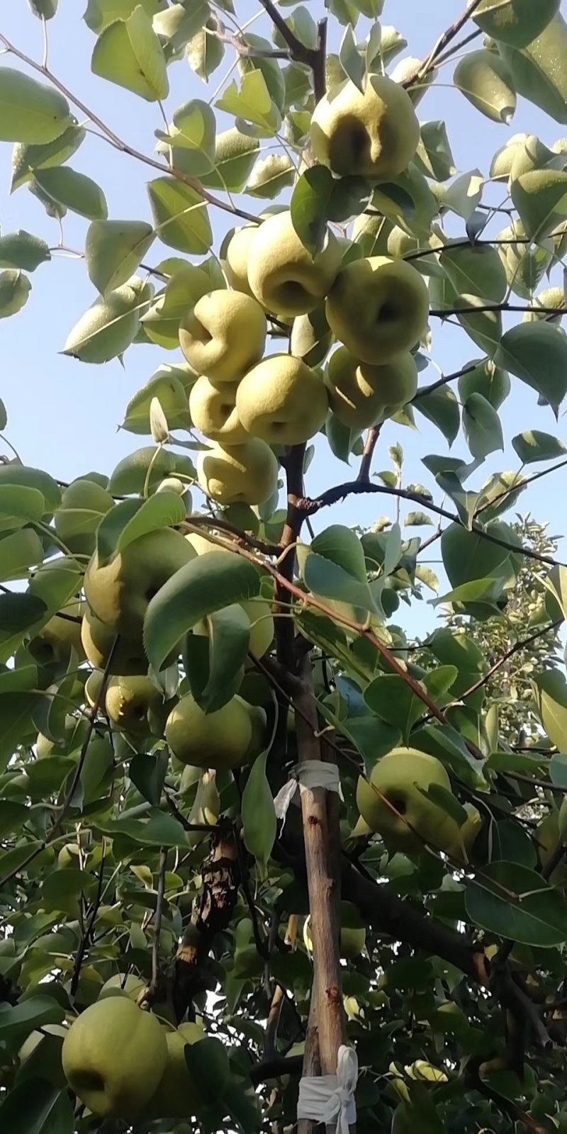 砀山皇冠梨大量上市，产地直供质好价格美丽，可供超市，
