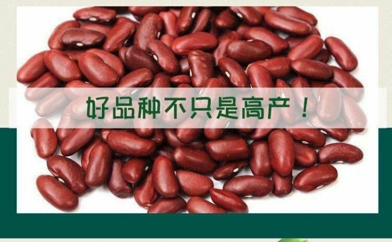 高产早熟爬藤四季豆种子四季播芸豆豆角种子春季500粒