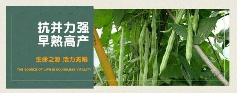 高产早熟爬藤四季豆种子四季播芸豆豆角种子春季500粒