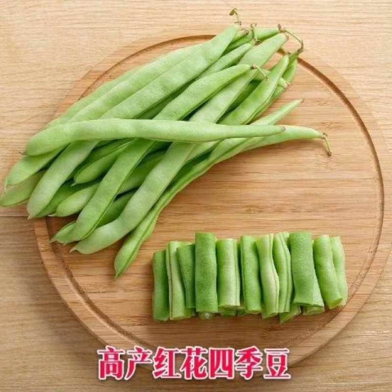 高产早熟爬藤四季豆种子四季播芸豆豆角种子春季500粒