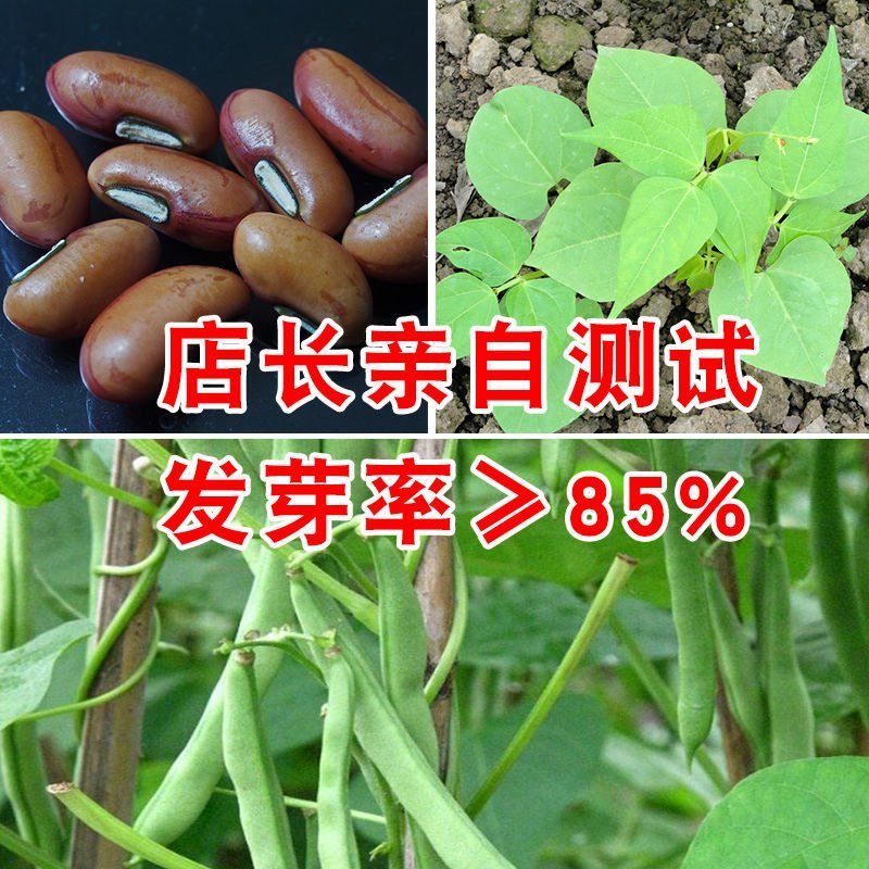 高产早熟爬藤四季豆种子四季播芸豆豆角种子春季500粒