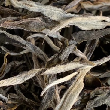 布朗山纯料古树茶