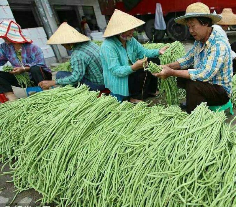 豆角种子无架早熟地豆种子四季豆种子矮生不用搭架可盆栽蔬菜