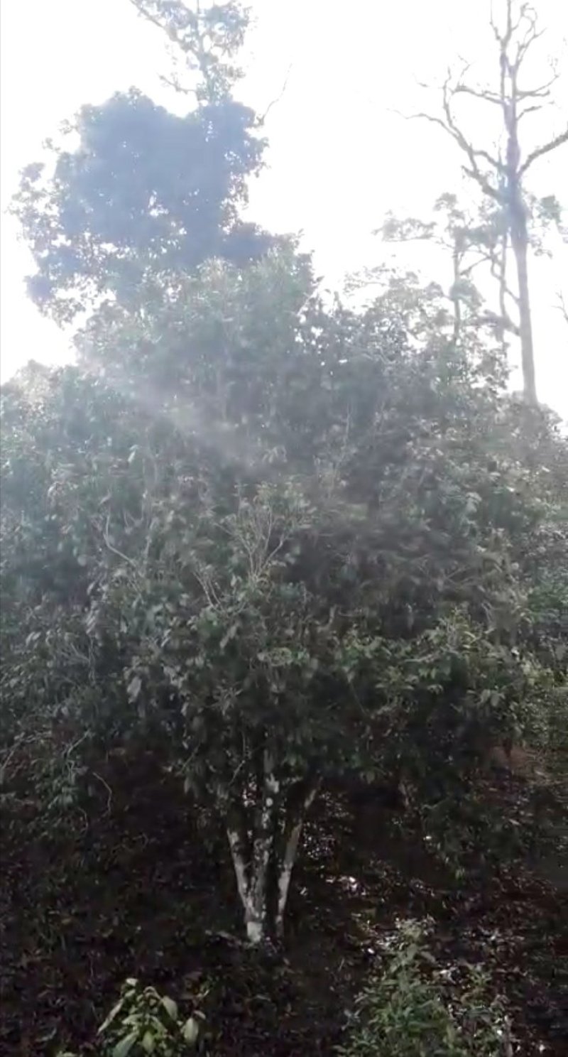 布朗山纯料古树茶