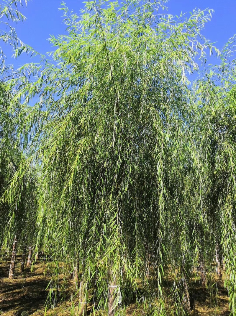 优质垂柳，青皮垂柳！15公分垂柳价格！自产自销