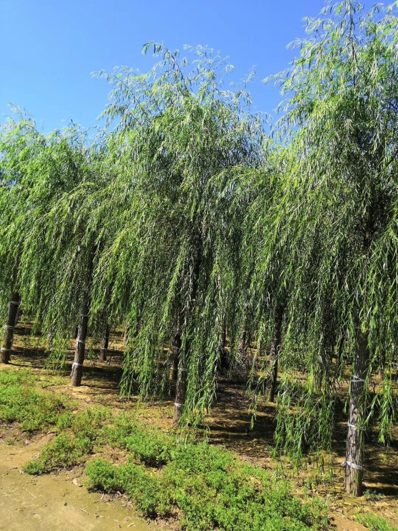 优质垂柳，青皮垂柳！15公分垂柳价格！自产自销
