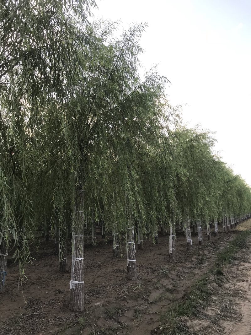优质垂柳，青皮垂柳！15公分垂柳价格！自产自销
