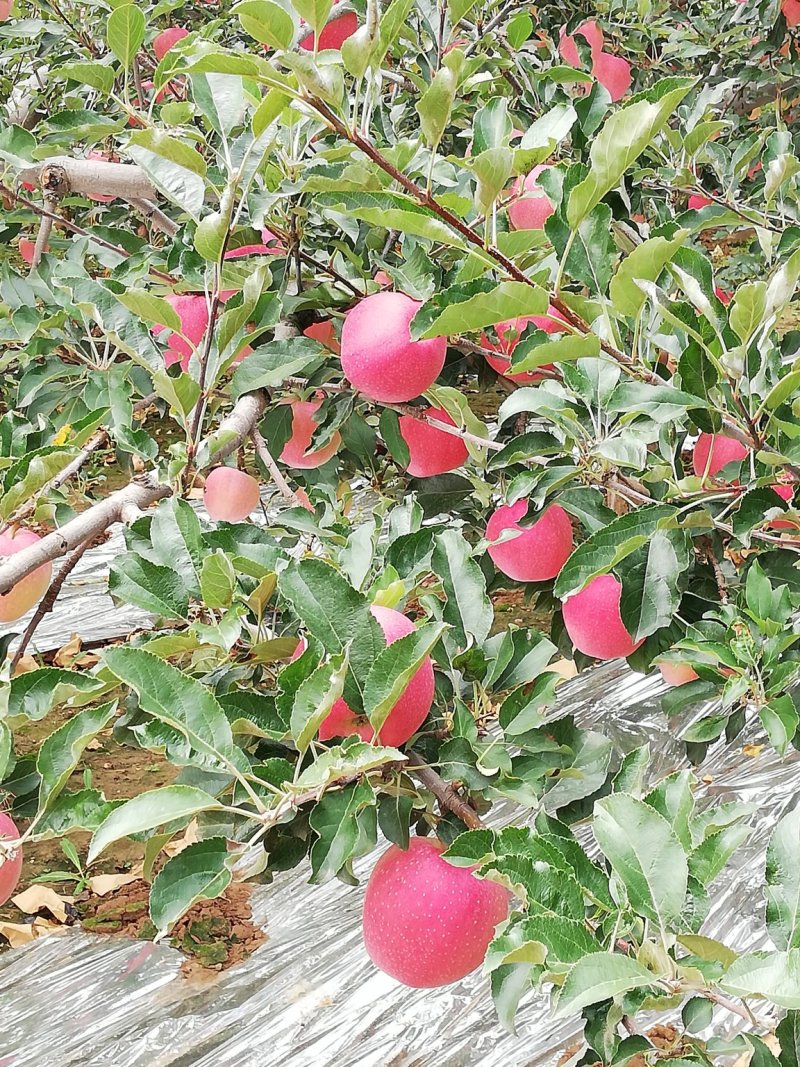 红嘎啦