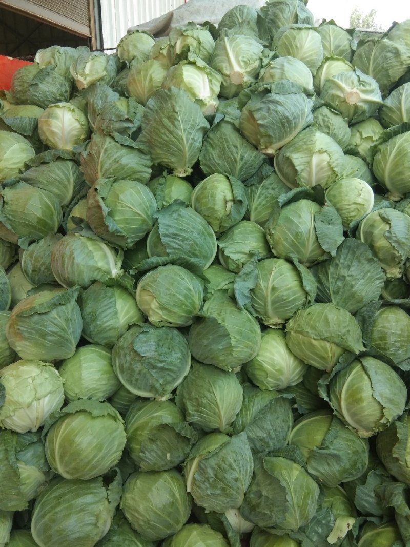 圆包菜绿甘蓝大量上市视频看货全国代发一条龙服务
