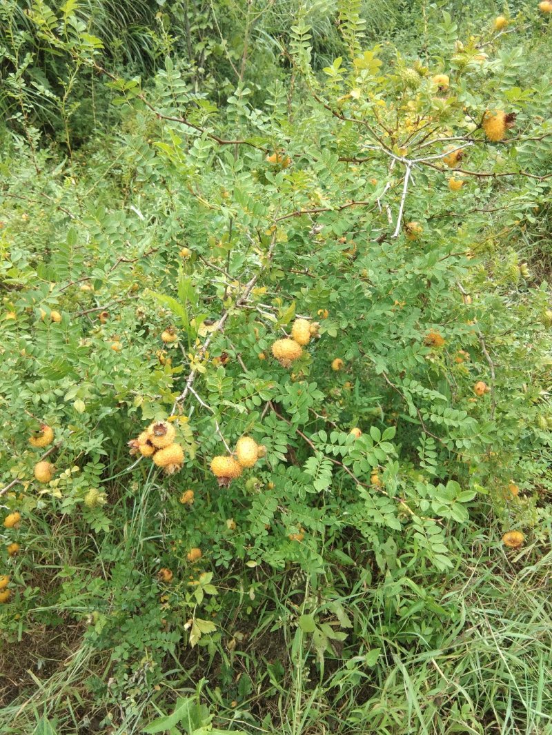 刺梨鲜果
